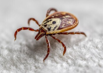 Почему везде пишут, что нельзя удалять клещей с помощью масла?