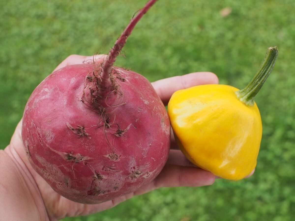 Фото: pxhere.com