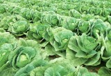 Лучший сорт капусты: кочан меньше 4 кг не вырастает &mdash; слизни его практически не едят