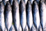 Вкуснее семги и форели: рецепт малосольной скумбрии, которая может свести с ума &ndash; съедается за 2 минуты