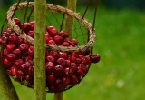 Урожай увеличится на 50%: чем подкормить вишню весной для хорошего урожая &mdash; летом ветви гнутся от ягод