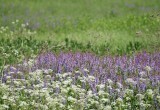 Огородное ополчение: какие растения помогут в борьбе с сорняками