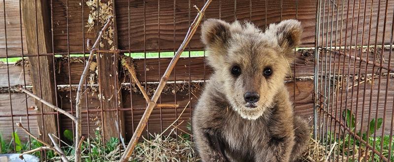 Фото: Центр спасения медвежат-сирот в Тверской области