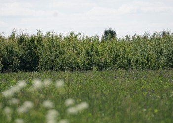 Признаки того, что озимый чеснок требует подкормки и почему нестрашно упустить момент