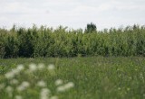 Признаки того, что озимый чеснок требует подкормки и почему нестрашно упустить момент