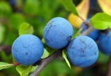 Слива болеет и плохо плодоносит: 5 плохих соседей для дерева