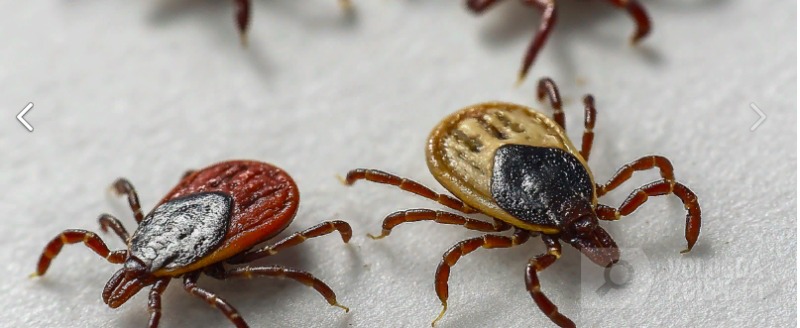 Вологда-поиск