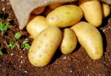 Опрыскиваем картофель каждые 14 дней &mdash; фитофтороз исчезнет без следа: эффективное средство 