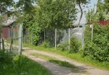 Дать укорениться, не посягнув на свободу: детали подвязки плодовых деревьев