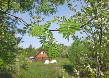 Астрологический прогноз: какой вы дачник по знаку зодиака