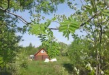 Астрологический прогноз: какой вы дачник по знаку зодиака