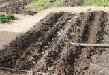 Почему никогда не поздно сажать кабачки
