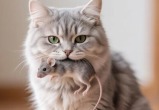 изображение сгенерировано ИИ 