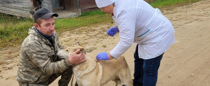 В Вологодской области от бешенства привили более 16 тысяч животных
