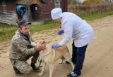 В Вологодской области от бешенства привили более 16 тысяч животных