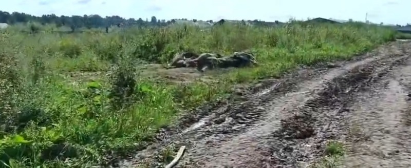 На территории фермы в Грязовецком округе обнаружили трупы коров и телят