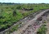 На территории фермы в Грязовецком округе обнаружили трупы коров и телят
