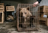 Фото сгенерировано с помощью ИИ