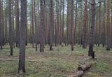 Фото из группы "Защитим Дорожковский бор" в соцсети "ВКонтакте"