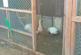 В Россельхознадзоре объяснили, что нужно, чтобы поставить куриц на учет