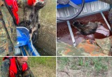 Фото: Спасатели Череповца
