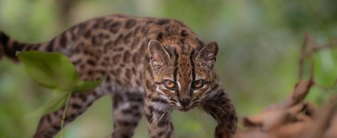 Fernando Faciole/ National Geographic/ Handout via REUTERS