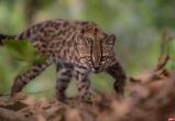 Fernando Faciole/&thinsp;National Geographic/&thinsp;Handout via REUTERS