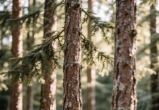 изображение сгенерировано ИИ 