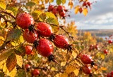 Создано ИИ (ChatGPT)