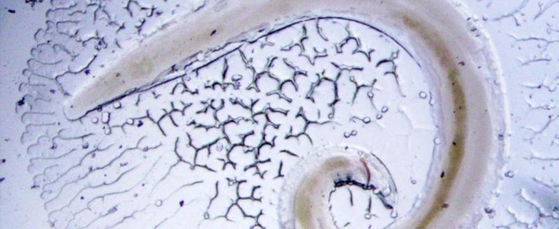 Фото: https://www.cgemo.ru/konsultatsionnyy-tsentr/sanprosvet/?ELEMENT_ID=1629