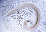 Фото: https://www.cgemo.ru/konsultatsionnyy-tsentr/sanprosvet/?ELEMENT_ID=1629