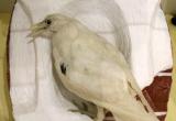 Музей-заповедник приглашает посмотреть на лисёнка-сеголетка и галку-альбиноса (ФОТО)