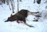 За убитого лося браконьер заплатит 560 тысяч рублей(ФОТО) 