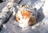 "Черный лесоруб" в Бабушкинском районе украл леса на 2 миллиона рублей 