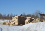 В Череповецком районе поймали «черного лесоруба», спилившего 130 деревьев (ФОТО)