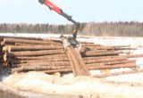 "Черные лесорубы" в Вологодской области украли леса на 143 миллиона рублей (ФОТО) 