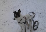 Череповецкий бомж украл коляску для собаки-инвалида и сдал в металлолом