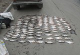 Рыбаков – браконьеров задержали полицейские на Вологодчине (ФОТО)