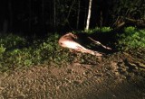 Лосенок погиб под колесами неизвестного автомобиля в Вологодской области 