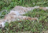 Умирающую рысь спасти не удалось: животное погубили паразиты (ФОТО) 