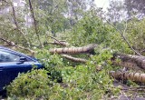 В Череповце порывистый ветер поломал и вырвал с корнем деревья (ФОТО)