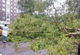 В Череповце порывистый ветер поломал и вырвал с корнем деревья (ФОТО)