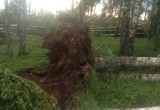 На западе Вологодчины бушевал ураган: есть повреждения (ФОТО, видео)