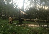 На западе Вологодчины бушевал ураган: есть повреждения (ФОТО, видео)