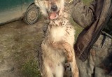 Первый волк убит в Никольском районе: От нападений хищников уже погибли несколько собак (ФОТО) 