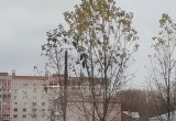 Вологжане спасли сову от ворон на улице Комсомольской (ФОТО) 