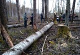 Мгновенная карма: Срубленное дерево насмерть раздавило вологжанина (ФОТО) 