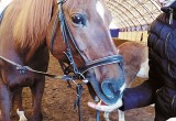 10-летний юбилей клуб отметил конно-спортивный клуб «Виват»