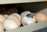 В инкубаторе зоопарка Деда Мороза в Великом Устюге вылупились первые цыплята (ФОТО)
