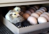 В инкубаторе зоопарка Деда Мороза в Великом Устюге вылупились первые цыплята (ФОТО)